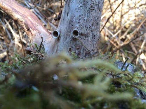 Funny fungus gives this wood some extra character!