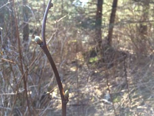 Willow buds!