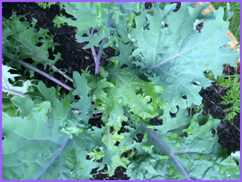 Fresh veggies, I'm dreaming of you! Kale from the garden, 2014