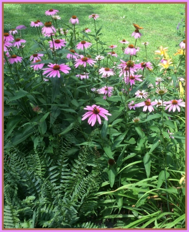 Can't wait for the cutting garden to look like this again...