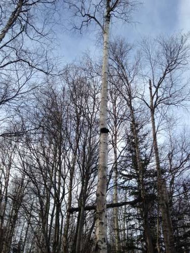 What is that black spot on that birch?!  is it a nest? a burl?  It's chaga!