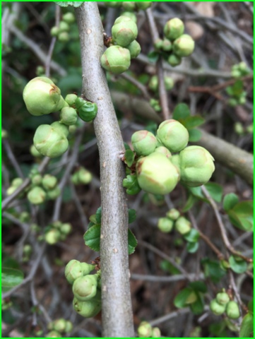 Quince buds. My dad planted this with me the first time he visited here. 