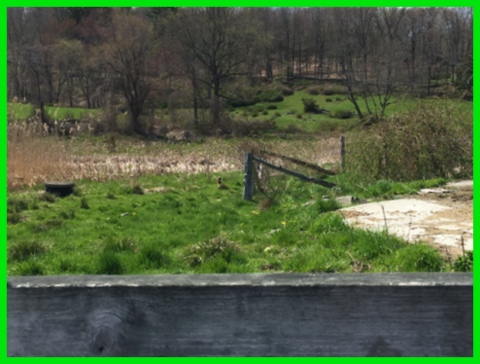 Snapped this at our fave ice cream stand. Can you spot the barn kitty in the grass?