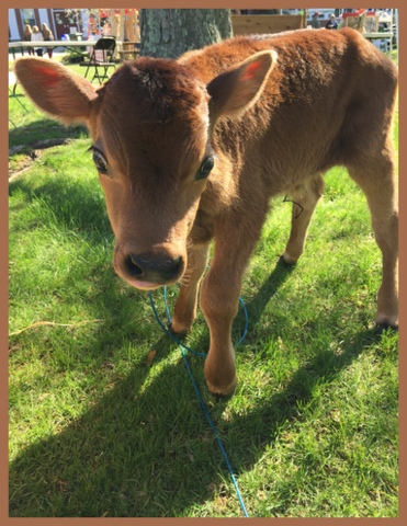 I love cows. This four day old was at our town's Earth Day. They give us milk and cream (to make ice cream)!  And they sure are darn cute...