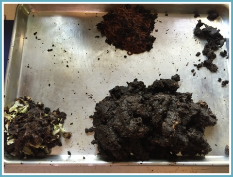 Worms, finished compost, and undigested food (that will go to the outdoor composter).