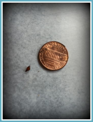 Worm eggs are lemon-shaped and tiny. 3 - 4 babies will hatch from this egg.