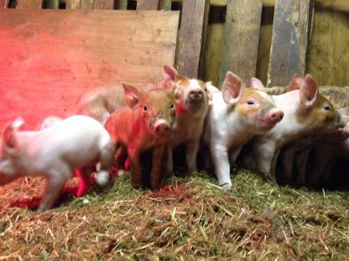 A photo of some super new piglets from about a month ago.  They aren't so little anymore.