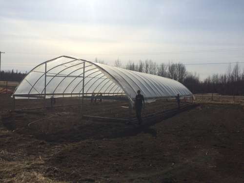 Skinning the high tunnel. The hardest part--the roof--is completed!