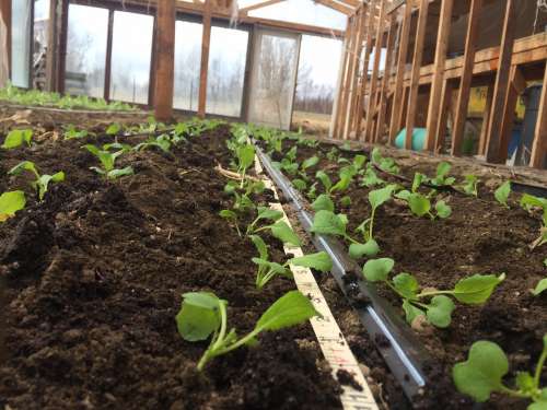 Turnip seedlings inside the "Glass House"