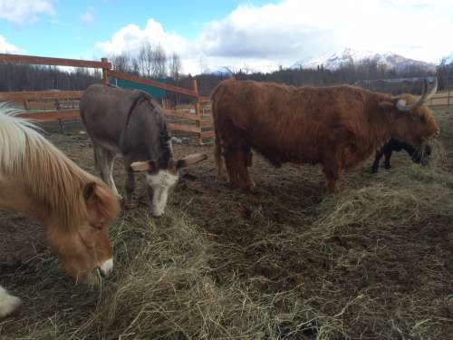 Happy animals eating lunch.