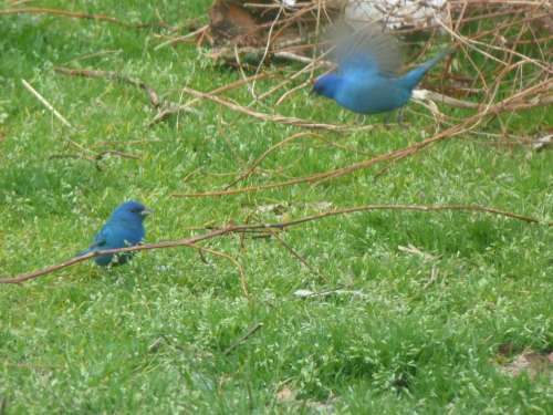 indigobunting