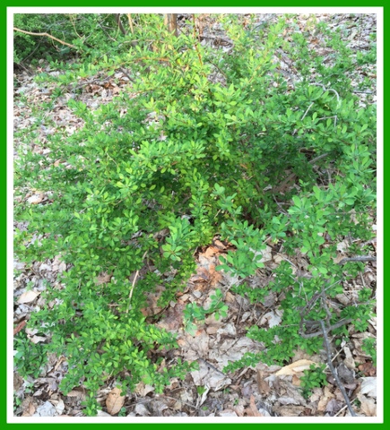 This is Japanese barberry, now on the Connecticut Invasive plant list. It's everywhere! Studies show it creates a perfect environment for ticks carrying illnesses such as Lyme disease. Our goal is to rid it of our property - a very difficult task.