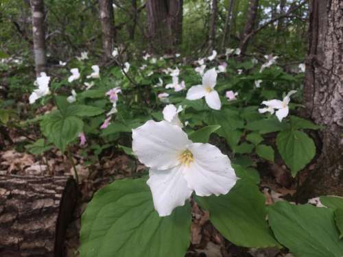 Home is where I can identify and appreciate the wild flowers.  Trillium in bloom in north central Minnesota.