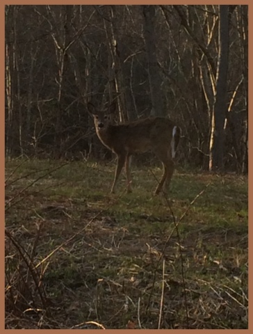 Deer are a constant presence in Connecticut suburbs. This one was in my yard and did not seem too concerned that I was there, too.