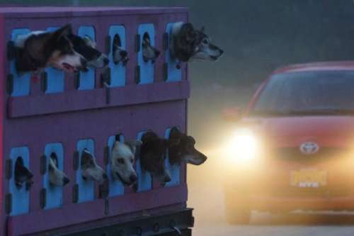 Huskies being evacuated from the fire zone.  Photo courtesy of KTUU.