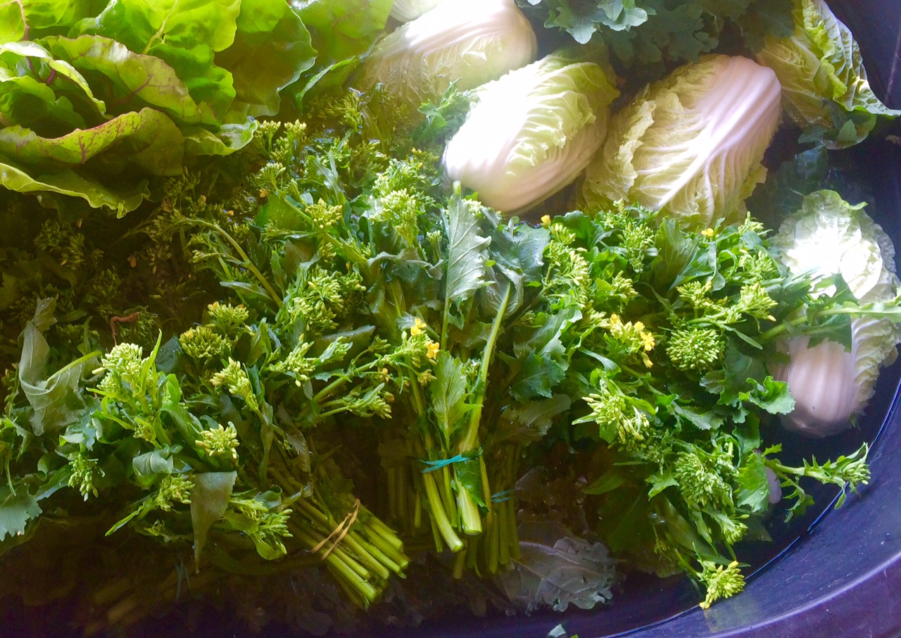 The elusive broccoli raab that is now one of my favorite vegetables. YUM!