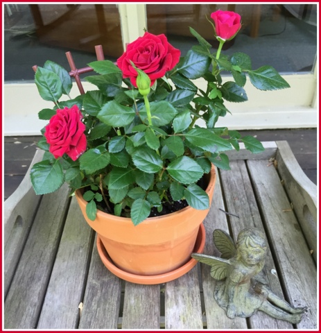 Wish I would have paid closer attention to my potted rose. It went from this...