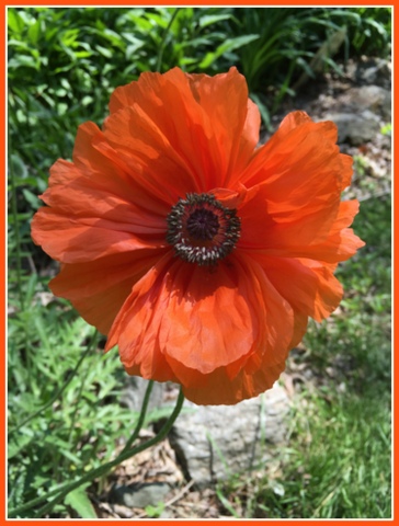 I love the color of early spring poppies that bloomed this year.