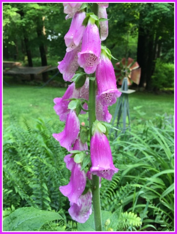 I was thrilled to see my foxglove bloom this year - a biennial, it was worth the wait.