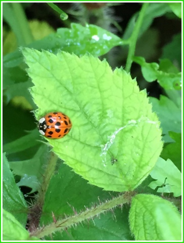 Ladybug beetles are good at eating things like aphids...