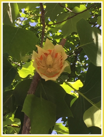 A tulip tree bloom.