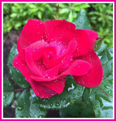 A rose after rain...