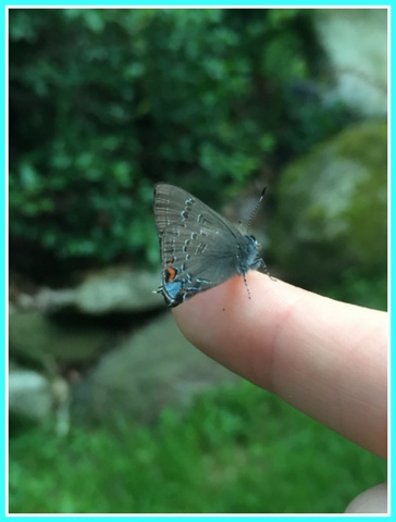 A tiny pollinating visitor landed on my daughter!