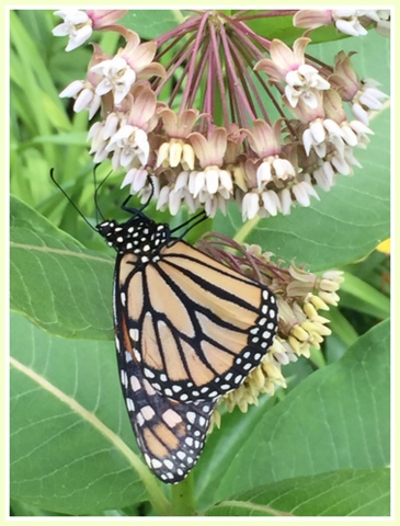 I took this photo of a monarch butterfly on milkweed. Earlier in the day Master Gardeners released monarchs at the Extension Center in Bethel, CT.