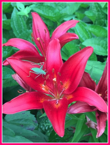 I love the contrast of colors of the katydid on my lily. Most critters are just "passing through" and cause no issues.