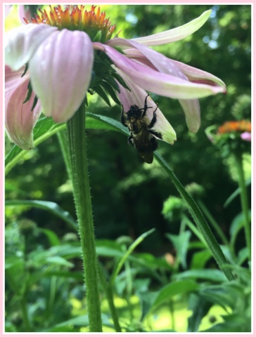 A bee using a coneflower as an umbrella during a summer shower.