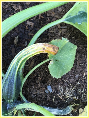 This zucchini has blossom end rot; the plant lacks enough calcium.