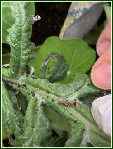 This artichoke at the Master Gardener Display garden has an aphid infestation, but look at the ladybug larvae (red arrow shows her) that is having a feast! 