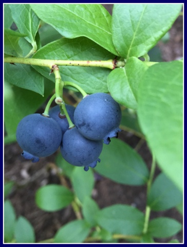 I love the blue of my sweet blueberries.