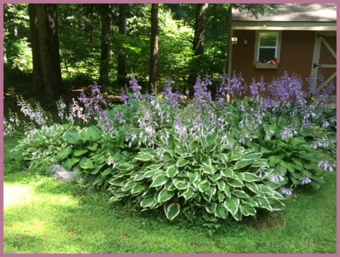 My hostas are a sea of purple blooms right now.