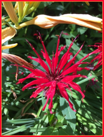 I love the look of bee balm - like firecrackers!