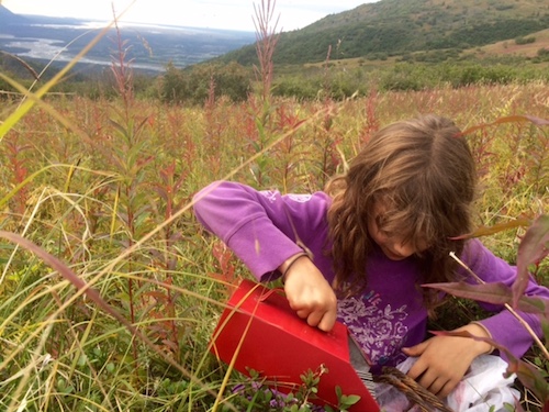 Jess tests out the berry picker, but ultimately chooses to hand pick.