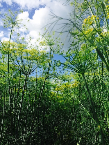 The dill is loving these dog days.  it's nearly six feet tall! Are they enjoying the extra light that Sirius provides?