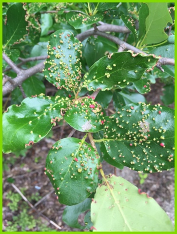 The Master Gardener in me couldn't resist snapping photos of leaf galls!