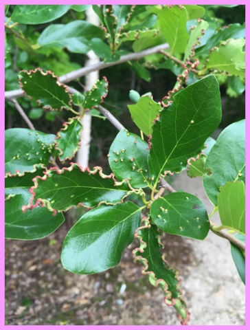 Look at the ruffled edges of the leaves - so cool!