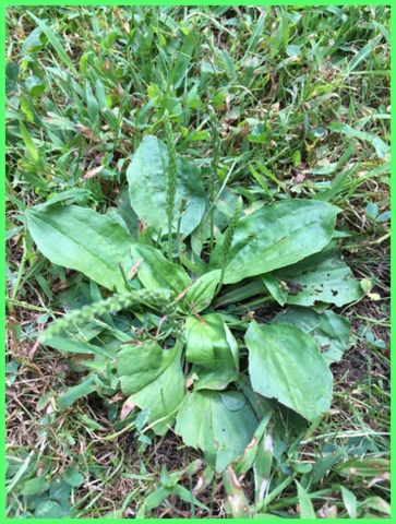 An arch enemy - the plantain. Too low to even chop up when mowing...