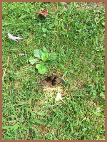 Three - Out it pops! Plantains leave a large hole, perfect for grass seed. The best time to reseed a lawn in Connecticut is August 15th to September 15th.