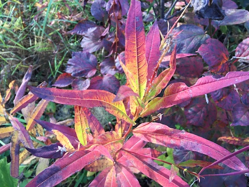 Fireweed takes on some new fall hues.
