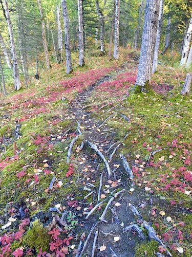 One of my favorite trails.  It is so fun to see the seasons change on this walk.