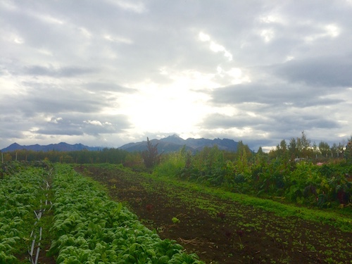 Matanuska peak, yesterday morning.  Can you see the dust?!