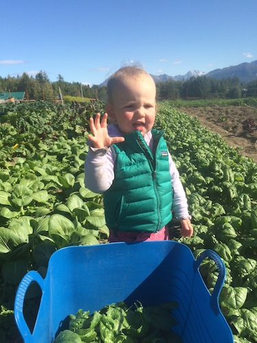 Mama's little spinach picking helper.