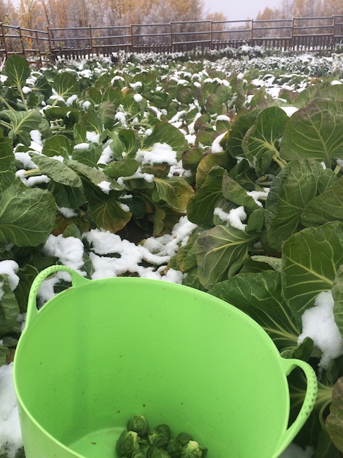 harvesting brussels sprouts in the snow for our last CSA.