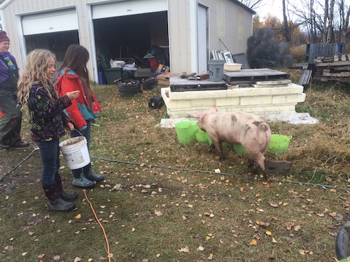 An escaped pig!  a lot of the animals have been escaping with the impending winter!