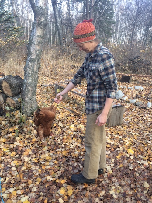 Melisse calming a chicken down by gently swinging upside down.  They seemed to like Jerry Garcia and David Grisman singing, as well.