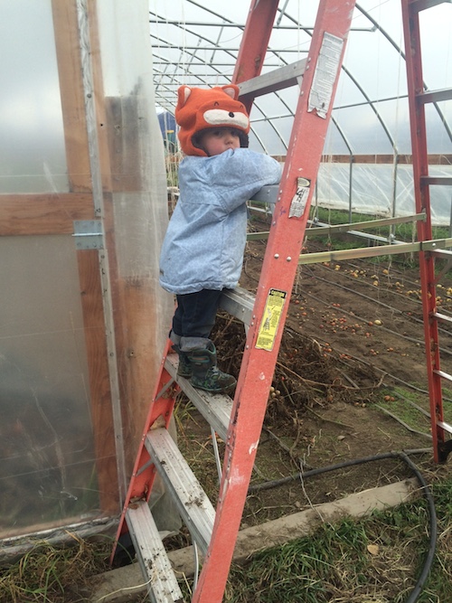 One of our last working days on the farm this season!  Preparing to take the plastic off of a high tunnel.  Ava is a daredevil on the ladder.