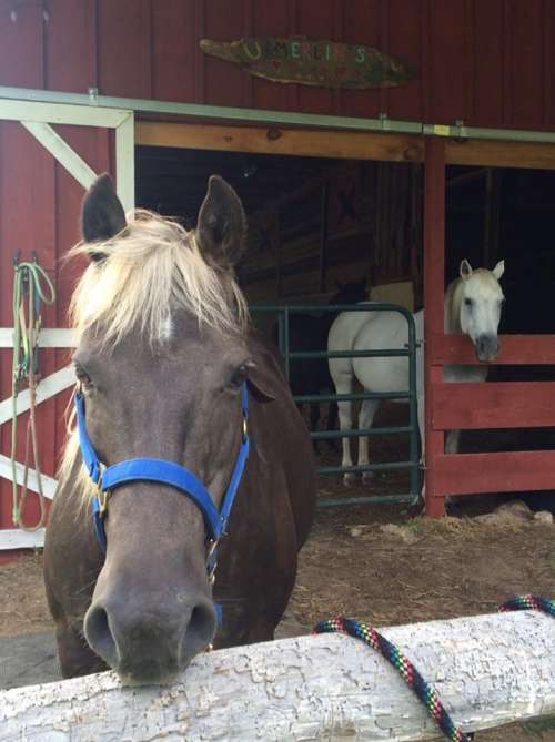 horsesinbarn